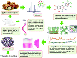 Graphical abstract: Hyphaene thebaica (doum)-derived extract alleviates hyperglycemia in diabetic rats: a comprehensive in silico, in vitro and in vivo study