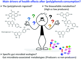 Graphical abstract: Main drivers of (poly)phenol effects on human health: metabolite production and/or gut microbiota-associated metabotypes?