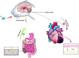 Graphical abstract: The short-chain fatty acid propionate improved ventricular electrical remodeling in a rat model with myocardial infarction