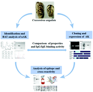 Graphical abstract: Identification and characterization of Crassostrea angulata arginine kinase, a novel allergen that causes cross-reactivity among shellfish