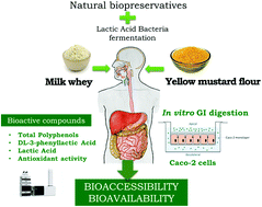 Graphical abstract: Bioaccessibility and bioavailability of bioactive compounds from yellow mustard flour and milk whey fermented with lactic acid bacteria