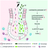 Graphical abstract: Lactobacillus paracasei L9 improves colitis by expanding butyrate-producing bacteria that inhibit the IL-6/STAT3 signaling pathway