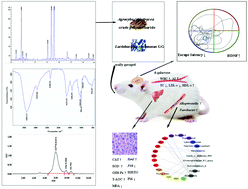 Graphical abstract: Prebiotic Agrocybe cylindracea crude polysaccharides combined with Lactobacillus rhamnosus GG postpone aging-related oxidative stress in mice