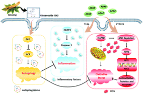 Graphical abstract: Hepatoprotective effects of ginsenoside Rk3 in acetaminophen-induced liver injury in mice by activation of autophagy