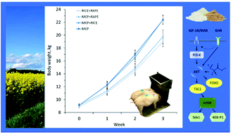 Graphical abstract: Effects of dairy and plant protein on growth and growth biomarkers in a piglet model