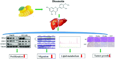 Graphical abstract: Diosmetin inhibits cell growth and proliferation by regulating the cell cycle and lipid metabolism pathway in hepatocellular carcinoma