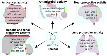 Graphical abstract: Recent updates on bioactive properties of linalool