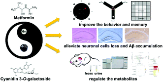 Graphical abstract: Metformin and cyanidin 3-O-galactoside from Aronia melanocarpa synergistically alleviate cognitive impairment in SAMP8 mice