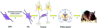 Graphical abstract: Gardenia jasminoides J. Ellis extract alleviated white matter damage through promoting the differentiation of oligodendrocyte precursor cells via suppressing neuroinflammation