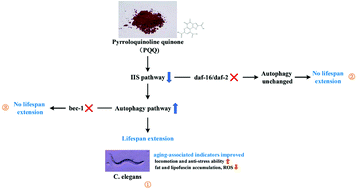 Graphical abstract: Pyrroloquinoline quinone extends Caenorhabditis elegans’ longevity through the insulin/IGF1 signaling pathway-mediated activation of autophagy