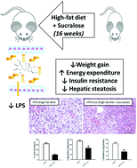 Graphical abstract: Effects of long-term consumption of sucralose associated with high-fat diet in male mice