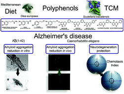 Graphical abstract: Polyphenols from traditional Chinese medicine and Mediterranean diet are effective against Aβ toxicity in vitro and in vivo in Caenorhabditis elegans