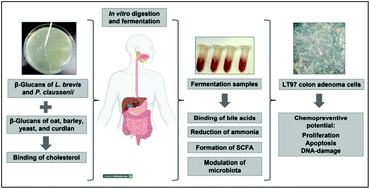 Graphical abstract: Fermentation profile, cholesterol-reducing properties and chemopreventive potential of β-glucans from Levilactobacillus brevis and Pediococcus claussenii – a comparative study with β-glucans from different sources