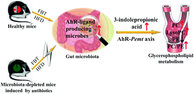 Graphical abstract: The metabolic regulation of Fuzhuan brick tea in high-fat diet-induced obese mice and the potential contribution of gut microbiota