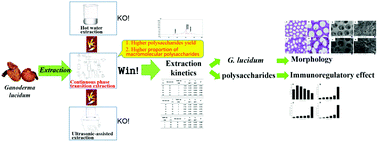 Graphical abstract: Extraction kinetics, physicochemical properties and immunomodulatory activity of the novel continuous phase transition extraction of polysaccharides from Ganoderma lucidum