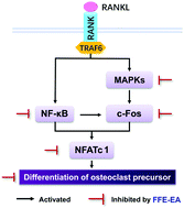 Graphical abstract: Ethyl acetate extract of the Musa nana flower inhibits osteoclastogenesis and suppresses NF-κB and MAPK pathways