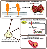 Graphical abstract: The garlic-derived organosulfur compound diallyl trisulphide suppresses tissue factor function