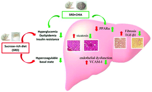 Graphical abstract: Effects of Salvia hispanica L. (chia) seed on blood coagulation, endothelial dysfunction and liver fibrosis in an experimental model of Metabolic Syndrome