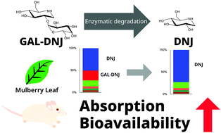 Graphical abstract: Evaluation and development of a novel pre-treatment method for mulberry leaves to enhance their bioactivity via enzymatic degradation of GAL-DNJ to DNJ