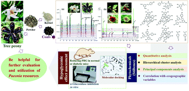 Graphical abstract: Phytochemical profiles and the hypoglycemic effects of tree peony seed coats