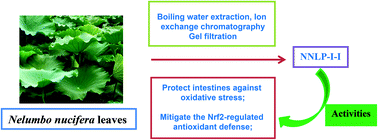 Graphical abstract: Pectic polysaccharide from Nelumbo nucifera leaves promotes intestinal antioxidant defense in vitro and in vivo