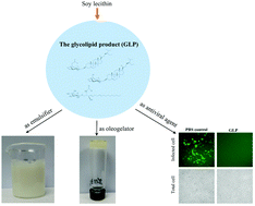 Graphical abstract: Investigation on the surface-active and antimicrobial properties of a natural glycolipid product