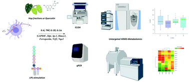 Graphical abstract: Hop-derived fraction rich in beta acids and prenylflavonoids regulates the inflammatory response in dendritic cells differently from quercetin: unveiling metabolic changes by mass spectrometry-based metabolomics