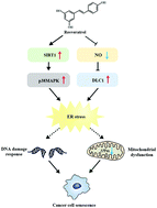 Graphical abstract: Resveratrol drives cancer cell senescence via enhancing p38MAPK and DLC1 expressions