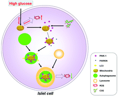 Graphical abstract: Food-derived cyanidin-3-O-glucoside alleviates oxidative stress: evidence from the islet cell line and diabetic db/db mice