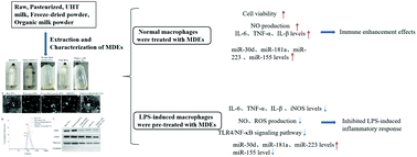 Graphical abstract: Comparative study on the immunomodulatory function of extracellular vesicles from different dairy products