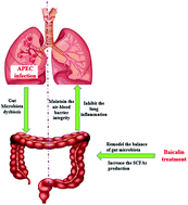 Graphical abstract: Baicalin inhibits APEC-induced lung injury by regulating gut microbiota and SCFA production