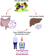Graphical abstract: Possible regulation of liver glycogen structure through the gut-liver axis by resistant starch: a review