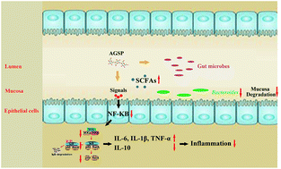 Graphical abstract: Sulfated polysaccharides from pacific abalone attenuated DSS-induced acute and chronic ulcerative colitis in mice via regulating intestinal micro-ecology and the NF-κB pathway
