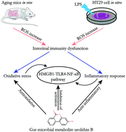 Graphical abstract: Gut microbial metabolite urolithin B attenuates intestinal immunity function in vivo in aging mice and in vitro in HT29 cells by regulating oxidative stress and inflammatory signalling