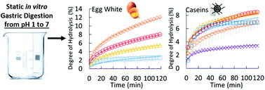 Graphical abstract: Pepsin activity as a function of pH and digestion time on caseins and egg white proteins under static in vitro conditions