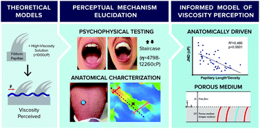 Graphical abstract: Elucidation of a lingual detection mechanism for high-viscosity solutions in humans