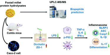 Graphical abstract: Protective effects of bioactive peptides in foxtail millet protein hydrolysates against experimental colitis in mice