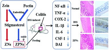 Graphical abstract: Pectin–zein based stigmasterol nanodispersions ameliorate dextran sulfate sodium-induced colitis in mice