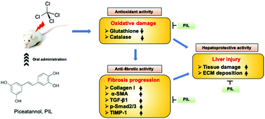 Graphical abstract: Hepatoprotective effect of piceatannol against carbon tetrachloride-induced liver fibrosis in mice