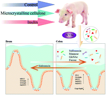 Graphical abstract: Gut microbiota mediates the effects of inulin on enhancing sulfomucin production and mucosal barrier function in a pig model