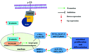 Graphical abstract: γ-Tocotrienol induced the proliferation and differentiation of MC3T3-E1 cells through the stimulation of the Wnt/β-catenin signaling pathway