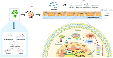 Graphical abstract: Bioactives and their metabolites from Tetrastigma hemsleyanum leaves ameliorate DSS-induced colitis via protecting the intestinal barrier, mitigating oxidative stress and regulating the gut microbiota
