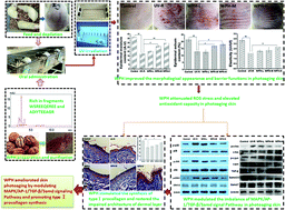 Graphical abstract: Attenuation of UV-induced skin photoaging in rats by walnut protein hydrolysates is linked to the modulation of MAPK/AP-1 and TGF-β/Smad signaling pathways