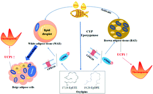 Graphical abstract: Cytochrome P450 epoxygenase-derived EPA and DHA oxylipins 17,18-epoxyeicosatetraenoic acid and 19,20-epoxydocosapentaenoic acid promote BAT thermogenesis and WAT browning through the GPR120-AMPKα signaling pathway