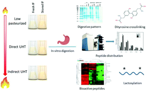 Graphical abstract: UHT treatment and storage of liquid infant formula affects protein digestion and release of bioactive peptides