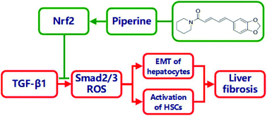 Graphical abstract: Piperine inhibits AML-12 hepatocyte EMT and LX-2 HSC activation and alleviates mouse liver fibrosis provoked by CCl4: roles in the activation of the Nrf2 cascade and subsequent suppression of the TGF-β1/Smad axis