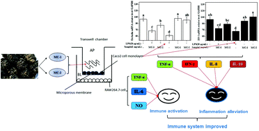 Graphical abstract: Effects of two polysaccharides from Lepidium meyenii (maca) on intestinal immunity and inflammation in vitro