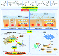 Graphical abstract: Chlorogenic acid improves the intestinal barrier by relieving endoplasmic reticulum stress and inhibiting ROCK/MLCK signaling pathways