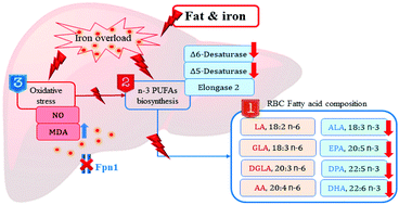 Graphical abstract: High-dose ferric citrate supplementation attenuates omega-3 polyunsaturated fatty acid biosynthesis via downregulating delta 5 and 6 desaturases in rats with high-fat diet-induced obesity