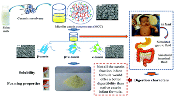 Graphical abstract: Formulation of infant formula with different casein fractions and their effects on physical properties and digestion characteristics